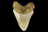 Fossil Megalodon Tooth - North Carolina #147774-1